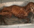 Ηράκλειο Κρήτης: Σκελετωμένος και ετοιμοθάνατος σκύλος